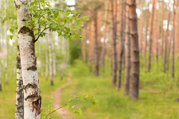 Fototapeta premium Birch Forest