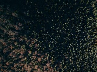 A tree in the dark a mountain a travel