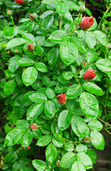 wild strawberry in the forest