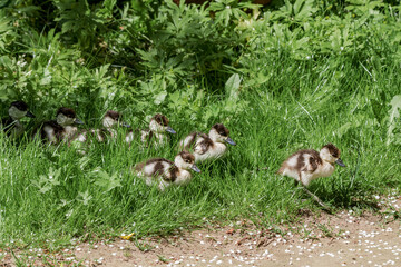 Ruddy Shelduck (Tadorna ferruginea) ducklings in park, Moscow, Russia