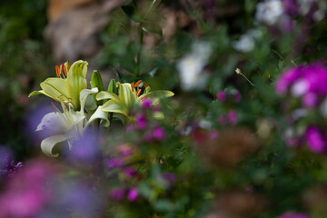 Yellowish lilies (The Asiatic Hybrids) among other blue and pink flowers in the summer garden, selective focus	