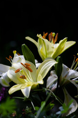White and yellowish lilies (The Asiatic Hybrids) on dark background in natural conditions