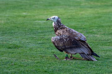 An immature or juvenile white Egyptian vulture (Neophron percnopterus), also called the white scavenger vulture or pharaoh's chicken standing on the grass.
