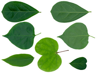 Closeup of set of green nature leaf isolated cutout on white background with clipping path.
