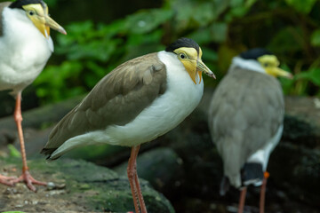 A group of masked lapwing (Vanellus miles) white and grey with yellow Australian birds in the jungle.