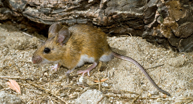 Waldmaus // Wood mouse (Apodemus sylvaticus)