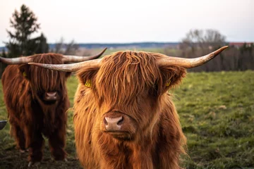 Papier Peint photo Lavable Highlander écossais scottish highland cow