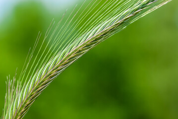 Fototapeta premium Unripe green beautiful ear of rye on green background