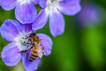 Close up bee and violet flower of wood cranesbil or woodland geranium