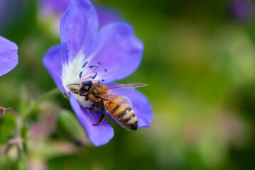 Close up bee and violet flower of wood cranesbil or woodland geranium