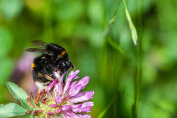Close-up striped orange bumblebee and purple inflorescence of violet clover, trefoil