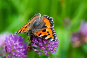 Close-up colourful small tortoiseshell and purple inflorescence of violet clover, trefoil