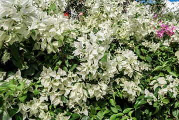 Paper Flower (Bougainvillea glabra) in garden, Nicaragua