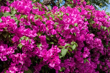 Paper Flower (Bougainvillea glabra) in garden, Nicaragua