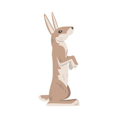 Standing on Hind Legs Hare or Jackrabbit as Swift Animal with Long Ears and Grayish Brown Coat Vector Illustration