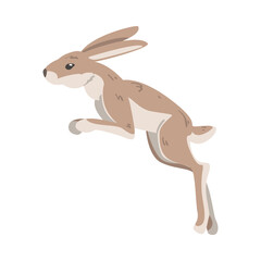 Fototapeta na wymiar Jumping Hare or Jackrabbit as Swift Animal with Long Ears and Grayish Brown Coat Vector Illustration