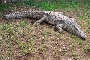 Crocodile
