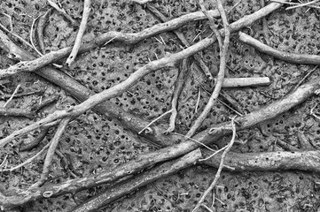 Burrows of crabs in the sand in the mangrove forest among the sticks black and white