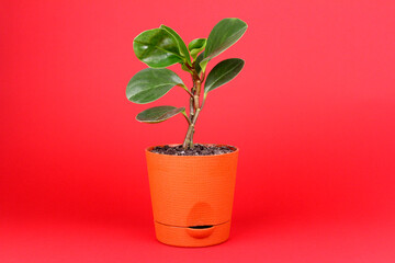 Indoor plant on a red background. Peperomia obtusifolia in a brown pot