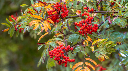 Rowan branch with red berries, colorful leaves and raindrops