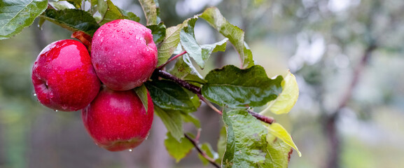 Red ripe apples with raindrops in the garden on a tree, panorama