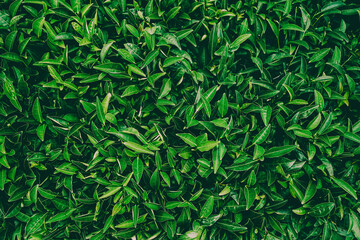 Tea fresh green leaves. Tea plantations. eco