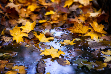 Fallen autumn maple leaves in a puddle