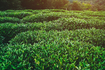 Tea fresh green leaves. Tea plantations. eco