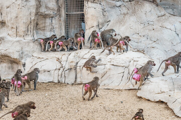 Large herd of female baboons with red swollen folds of skin around the buttocks signaling readiness...