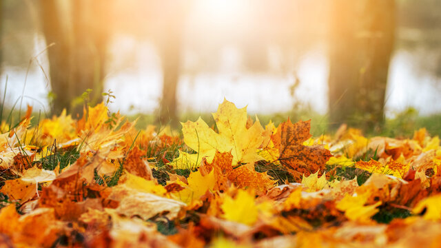 Yellow and orange maple leaves in the forest on the ground in the sunlight. Autumn background with fallen leaves