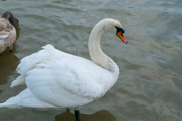 White swan onlake shore. Swan on beach. Swan on shore