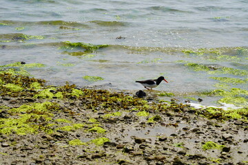 Austernfischer bei Sonnenschein an der Ostsee in der Lübecker Bucht bei Sierksdorf