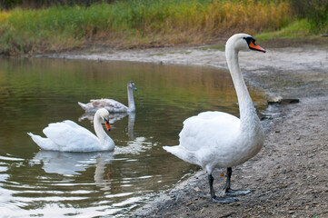 White swan onlake shore. Swan on beach. Swan on shore