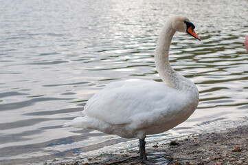 White swan onlake shore. Swan on beach. Swan on shore