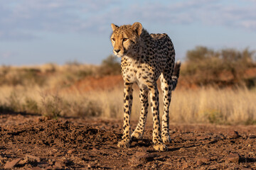 A young cheetah shot from a low angle, emphasising the long slim legs, and light frame.  Grass and rd sand in the background with a few green bushes and blue sky. Karoo South africa. 
