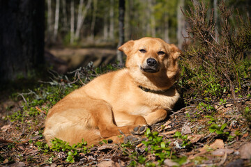 Sleeping dog