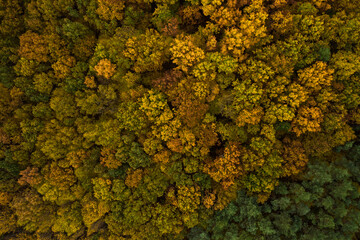 autumn deciduous forest from a bird's eye view, autumn walk in the woods.