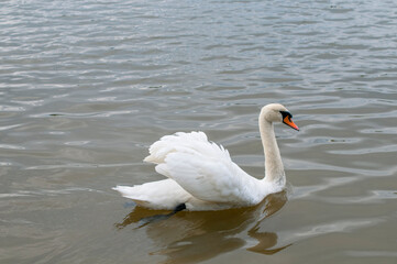 Fototapeta premium A white majestic swan floats in front of a wave of water. Young swan in the middle of the water. Drops on a wet head.