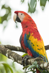 vertical composition brightly coloured  scarlet macaw, ara macao, Sri Lanka, Central America,
