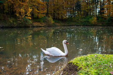 A white majestic swan floats in front of a wave of water. Young swan in the middle of the water. Drops on a wet head.