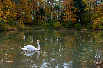 A white majestic swan floats in front of a wave of water. Young swan in the middle of the water. Drops on a wet head.