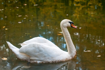 Obraz premium A white majestic swan floats in front of a wave of water. Young swan in the middle of the water. Drops on a wet head.