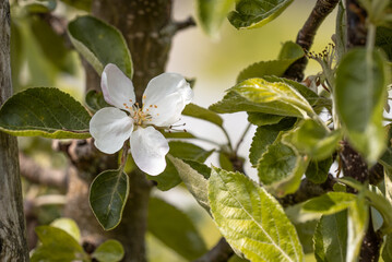 Blüte vom Apfelbaum