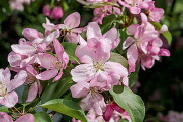 Apple Tree (Malus domestica) in orchard
