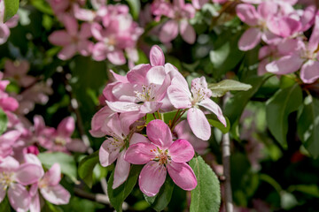 Apple Tree (Malus domestica) in orchard