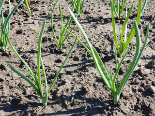 A lot of green onions in garden, close-up of onion plantation