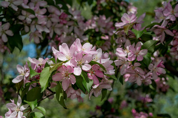 Apple Tree (Malus domestica) in orchard