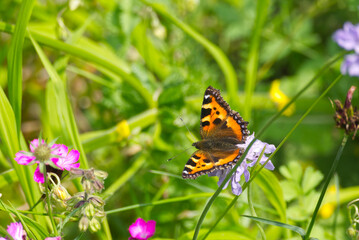 Small tortoiseshell butterfly (Aglais urticae) sitting on a flower in Zurich, Switzerland.