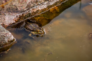 a toad hides near a rock in a lake of reeds