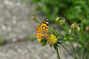 Painted Lady (Vanessa Cardui) Butterfly perched on yellow flower in Zurich, Switzerland.